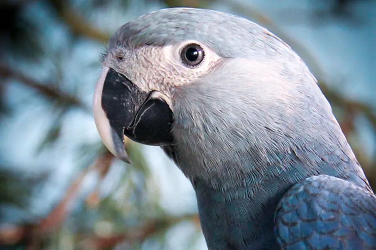 ماکائو اسپیکس، انقراض در باهایا احیا در هالیوود