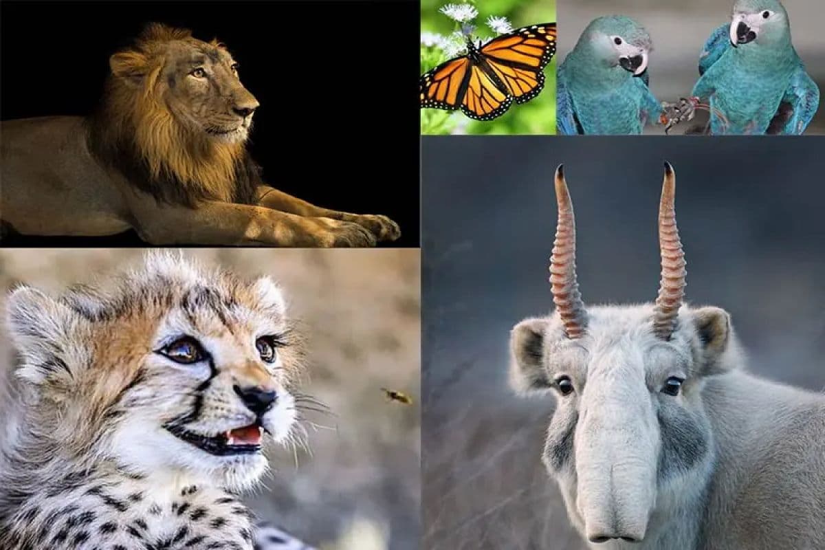 فهرست قرمز اتحادیه بین المللی حفاظت از طبیعت چیست؟