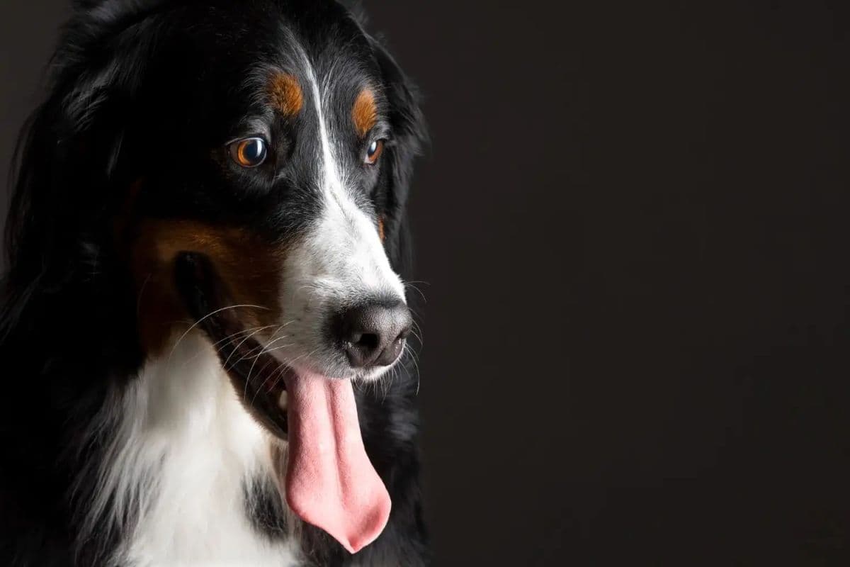 کارهایی سگ ها را عصبانی میکند