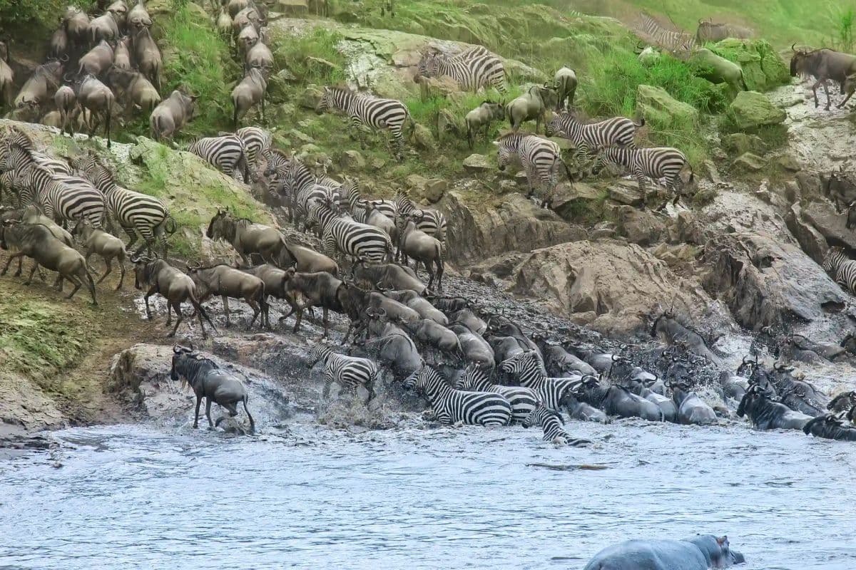 حیوانات مهاجر، از اعماق اقیانوس تا اوج آسمان