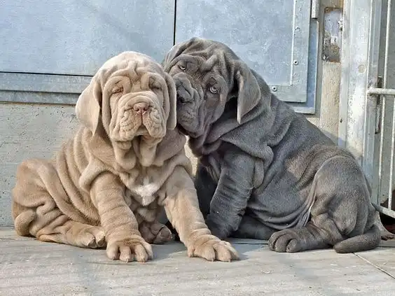 سگ از نژاد ماستیف ناپلی (Neapolitan Mastiff)