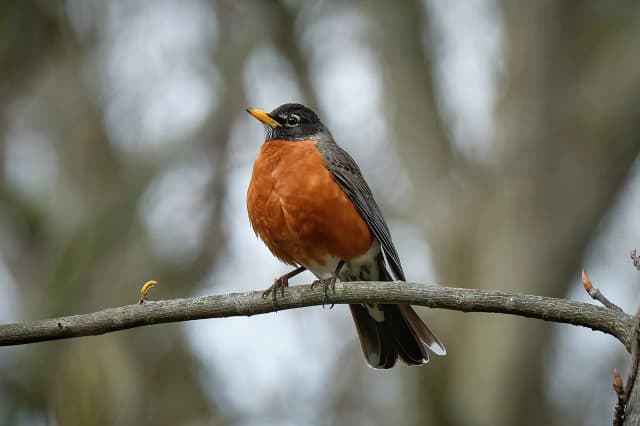 سینه سرخ آمریکایی