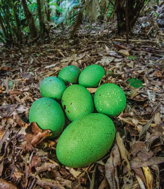 هفت عدد تخم شترمرغ شاخدار