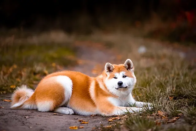 سگ از نژاد آکیتا (Akita)