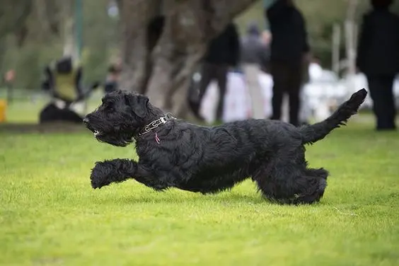 سگ از نژاد تریر سیاه روسی (Black Russian Terrier)