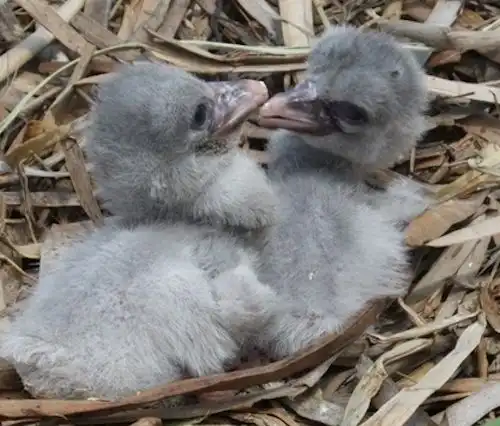 دو جوجه منقار کفشی