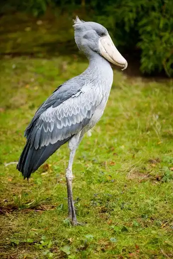 لک لک نیل ایستاده