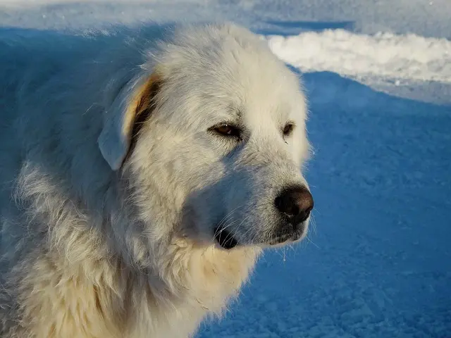 سگ از نژاد پیرنه بزرگ (Great pyrenees)