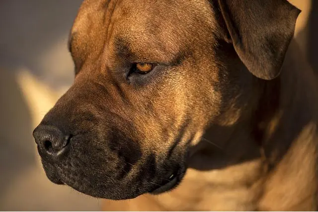 سگ از نژاد بوربل (boerboel)