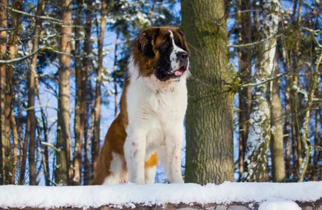 سگ از نژاد سنت برنارد (Saint Bernard)